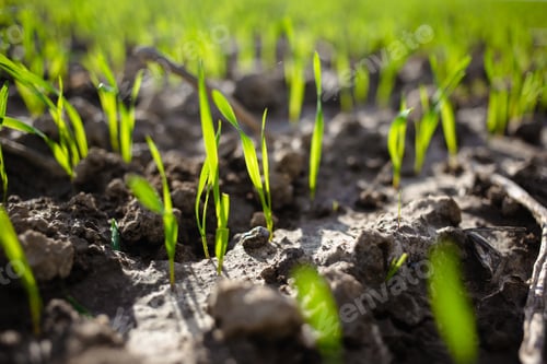 Preview: Closeup shot of sunlit seedlings growing out of wet soil in a field
