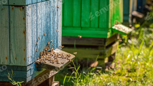 Preview: Cool apiary in the fruit orchard. Ecological honey production.