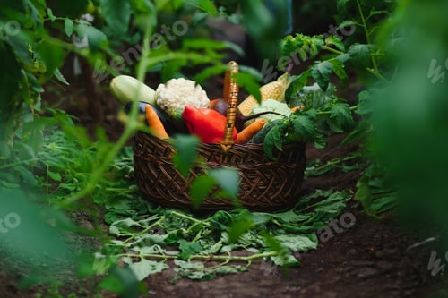 Preview: Fresh autumn vegetables in a greenhouse