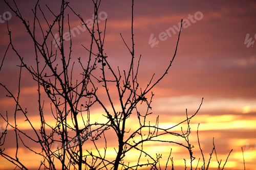 Vorschau: Dunkles Laub kleiner Bäume und Sträucher vor einem leuchtend bunten Sonnenuntergangshimmel mit lebendigen Wolken