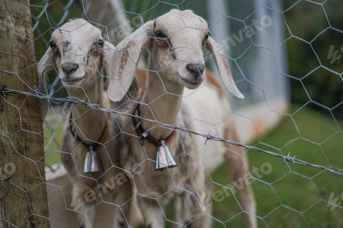 Preview: Animal - Goat