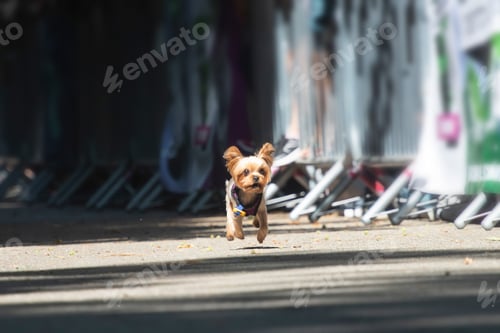 Preview: Dog agility competition.