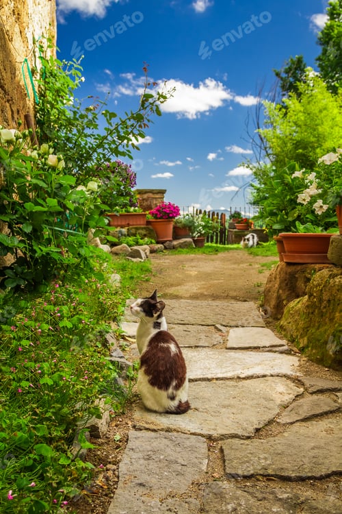Preview: Cats in ancient garden, Italy