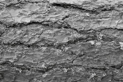Preview: Wooden Texture Of Bark Of A Pine Of Gray Color Closeup For An Abstract Natural Background