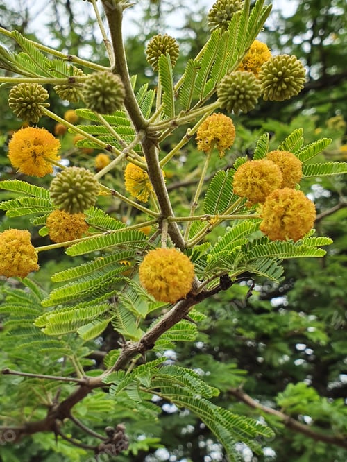Preview: Vertical shot of beautiful Vachellia nilotica flowers growing on the tree.