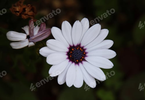 Preview: White osteospermum flower , african daisies at garden