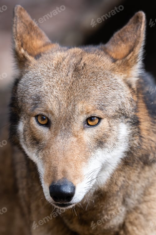 Preview: Red Wolf