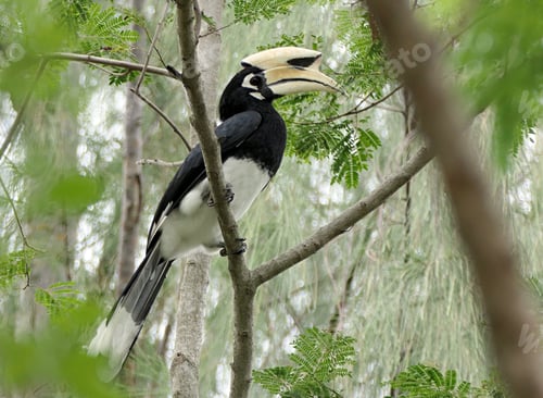 Preview: Close-up of an Oriental Pied Hornbill perched on a tree branch in a forest setting