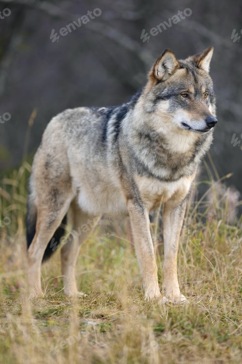 Preview: Close-up of large male grey wolf standing in the forest