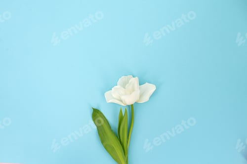 Preview: Single white tulip on a blue background. Minimalistic floral concept with place for text