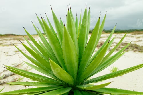 Preview: green fresh plant background