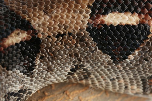 Preview: Closeup view of brown boa constrictor. Exotic snake