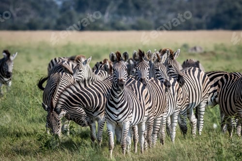 Preview: Group of Zebras starring at the camera.