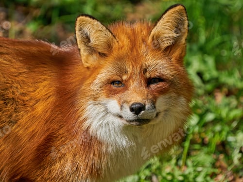 Preview: Red fox (Vulpes vulpes)