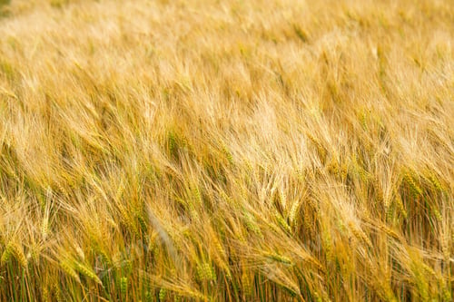 Preview: Golden Wheat Field Swaying in the Wind on a Sunny Day, Ready for Harvest. Agriculture Concept