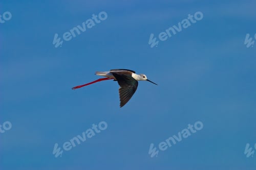 Preview: Black-Winged Stilt