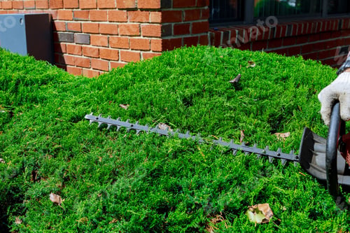 Preview: Cutting a hedge trimmer in the garden Selective focus