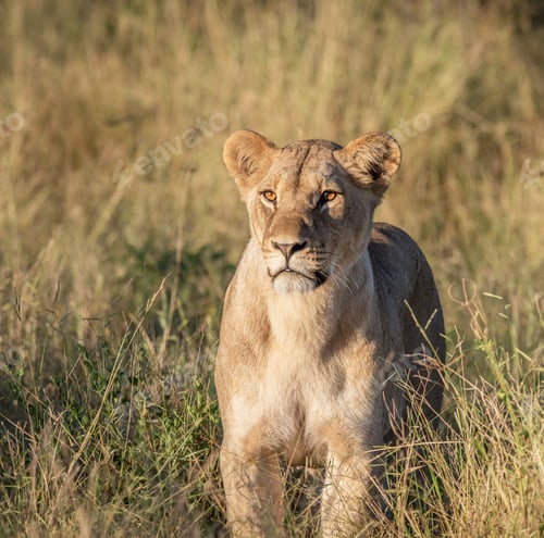 Preview: A Best wildlife sanctuary in the world