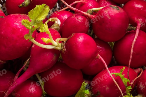 Preview: Close up of red ripe radishes