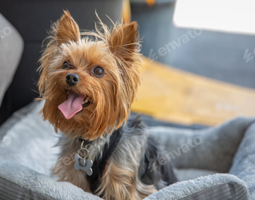 Preview: A cute little dog in its bed sitting up with its tongue out