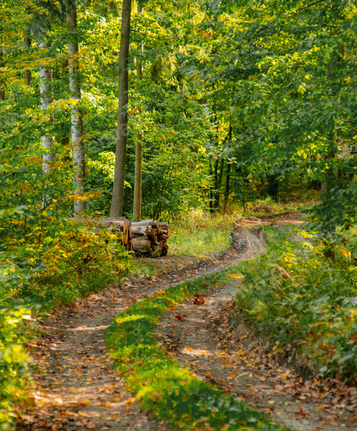 Preview: Road in a forest of Lower Silesia, Poland