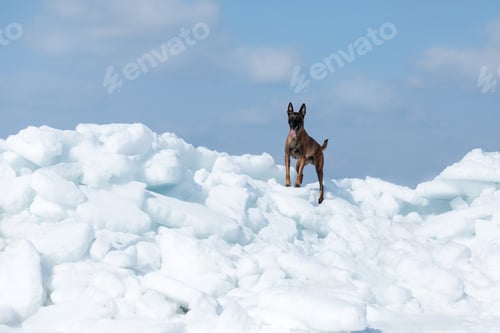 Preview: Belgian Shepherd Dog running and jumping. Malinois dog in winter landscape