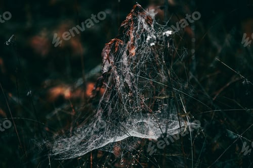 Preview: the spider's web is set up in the grass