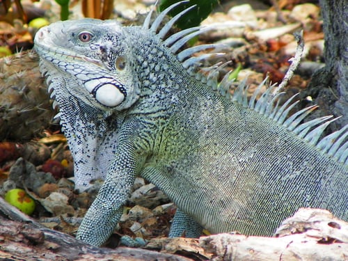 Preview: Scenic shot of an iguana lizard in the wild in Curacao