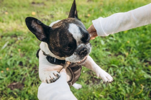 Preview: French bulldog takes stick from owner and chews it. dog learns commands