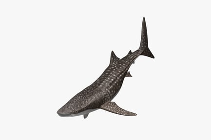 Visualização: Tubarão-baleia malhado, vista lateral