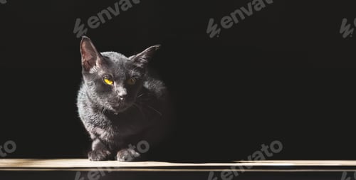 Preview: Light and shadow on black cat is laying down on the floor in dark background, panoramic view