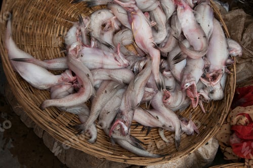 Preview: Fresh fish and seafood. Healthy eating.