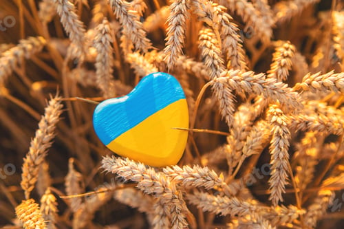 Preview: Flag of Ukraine in a wheat field. Selective focus.