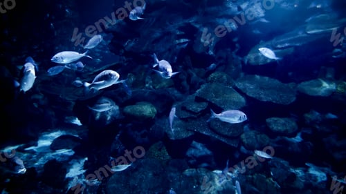Preview: View from the sea bottom on school of fish swimming beneath sea surface