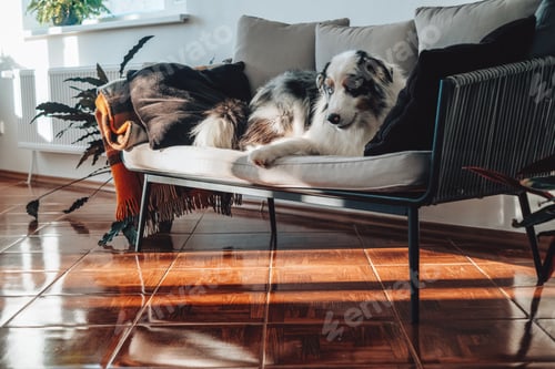Preview: Beautiful Dog Resting Peacefully on Modern Couch
