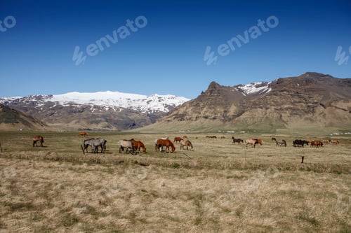 Preview: Icelandic Horses, iceland