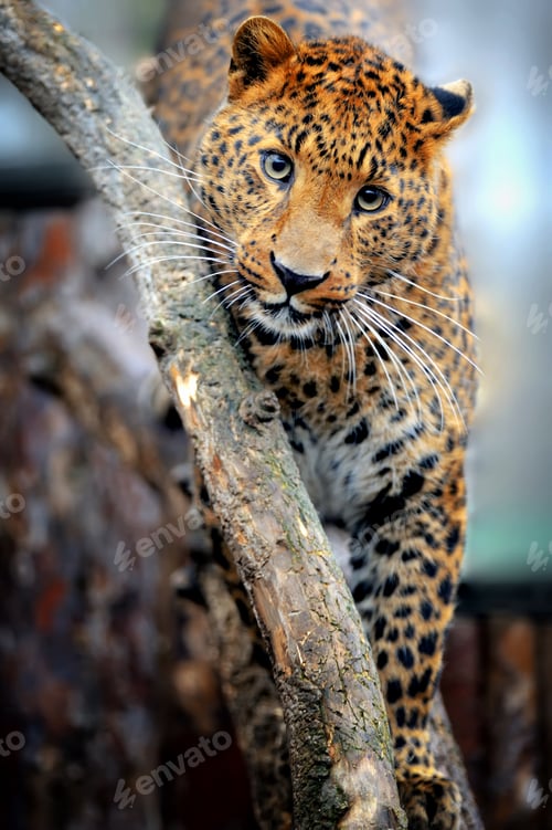 Preview: Leopard