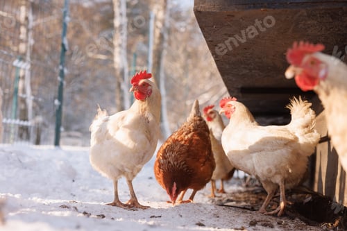 Preview: Hens under coop in winter snow on organic farm, cage free poultry and eco eggs