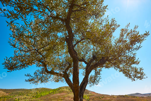Preview: Olive tree in the countryside. Mediterranean agriculture. Spain