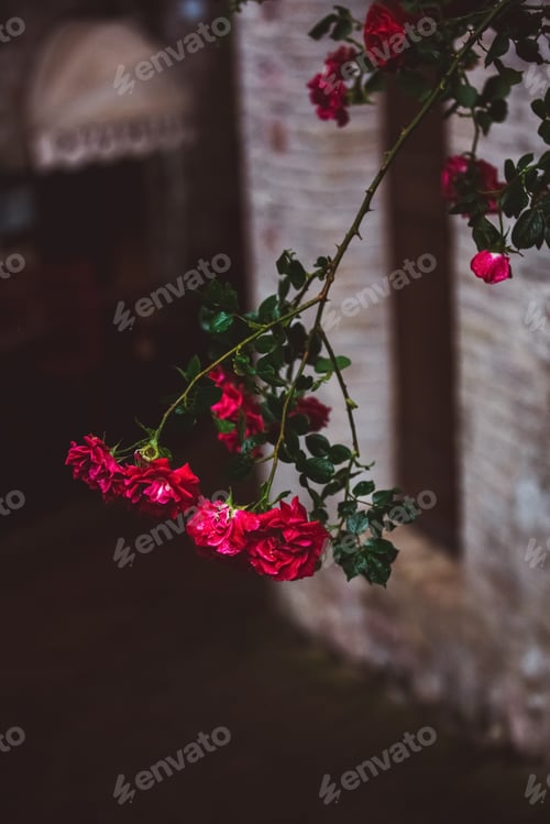Preview: Summer blossom of fragrant colorful roses flowers on narrow streets of small village