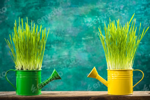 Preview: Watering can with grass growing, spring gardening concept