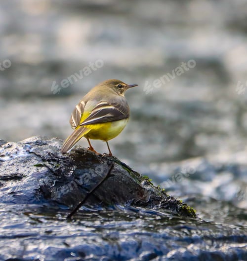 Preview: Grey wagtail by the river