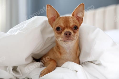 Preview: Cute Chihuahua dog under blanket at home