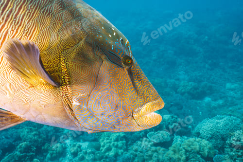 Preview: Cheilinus undulatus, maori wrasse humphead fish in australia