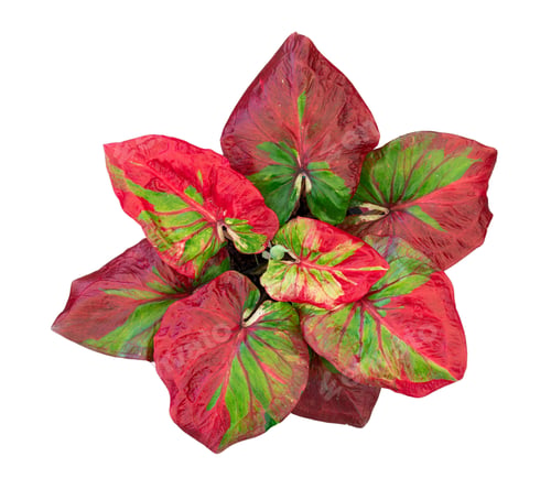 Preview: caladium on white background isolate with clipping path. Queen of the leaves plants. Colorful of bo