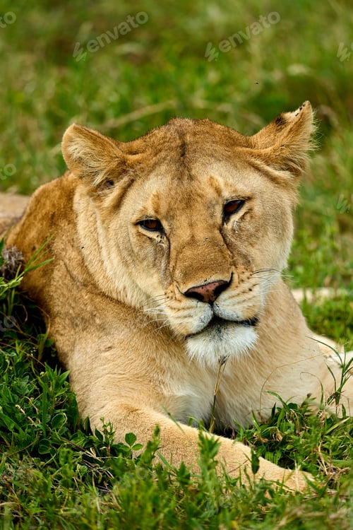Preview: Calm lioness on the grass resting in the savanna