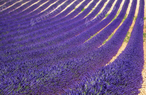 Preview: Lavender flower blooming fields as pattern or texture. Provence, France.