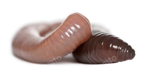 Preview: Earthworm, Lumbricus terrestris, in front of white background