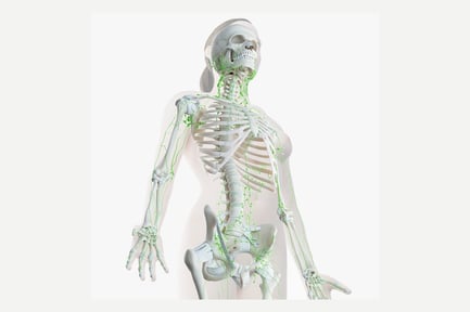 Preview: Female Anatomy: Skin, Skeleton, and Lymphatic System