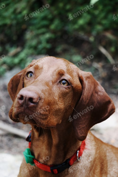 Preview: Vizsla dog
